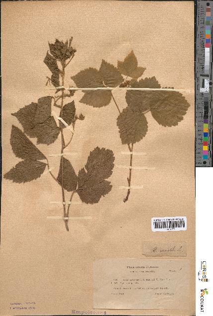 spécimen de Rubus saxatilis