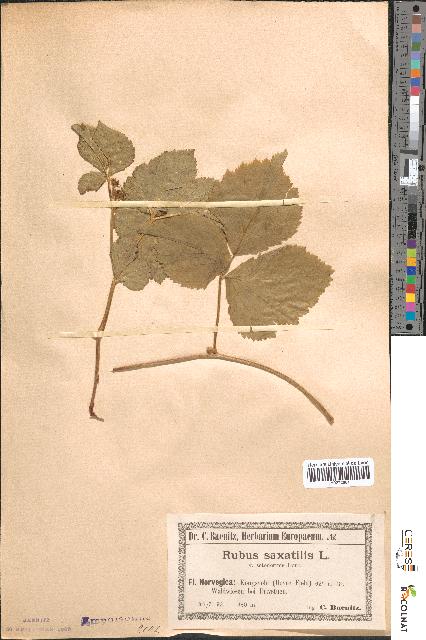 spécimen de Rubus saxatilis