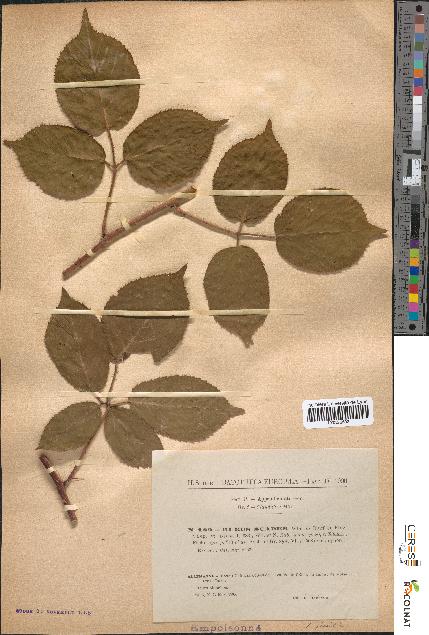 spécimen de Rubus scaber