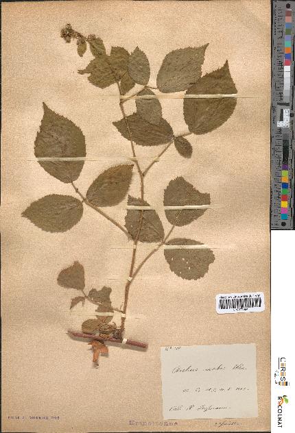 spécimen de Rubus scaber