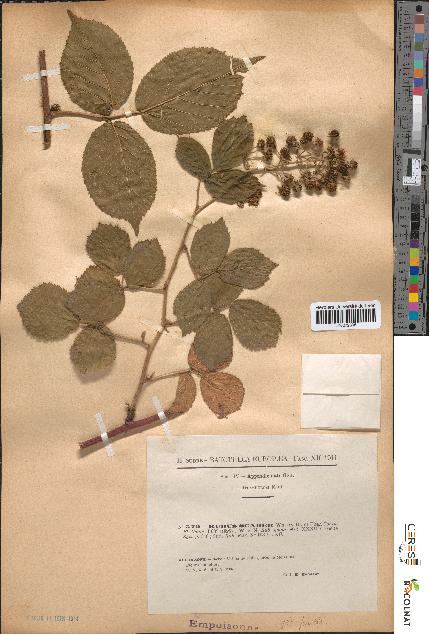 spécimen de Rubus scaber