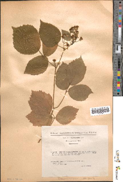 spécimen de Rubus scaber