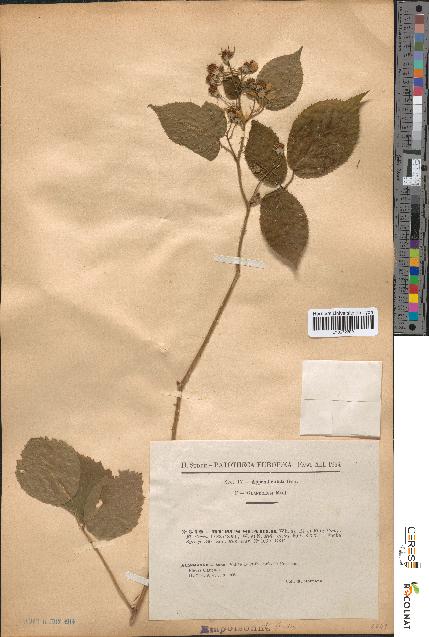 spécimen de Rubus scaber