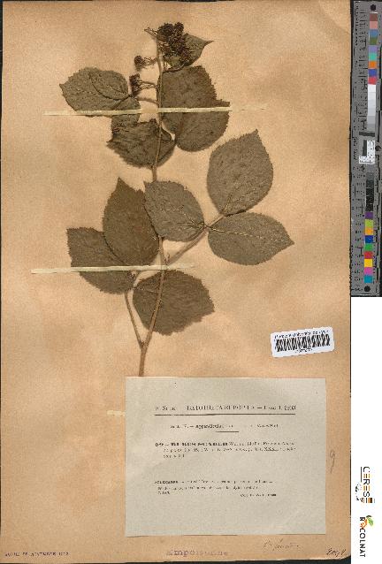 spécimen de Rubus scaber