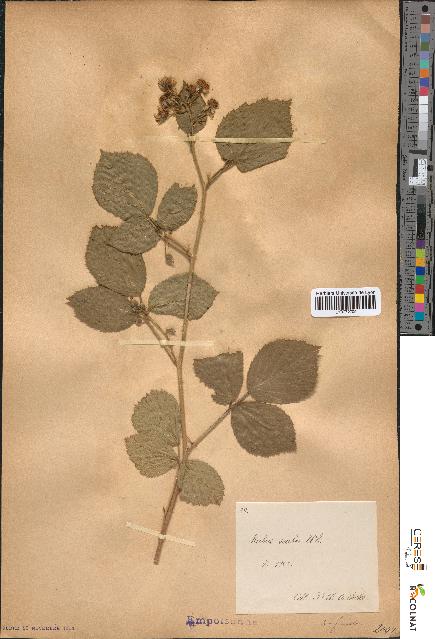 spécimen de Rubus scaber