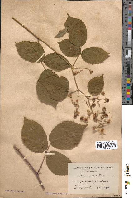 spécimen de Rubus scaber