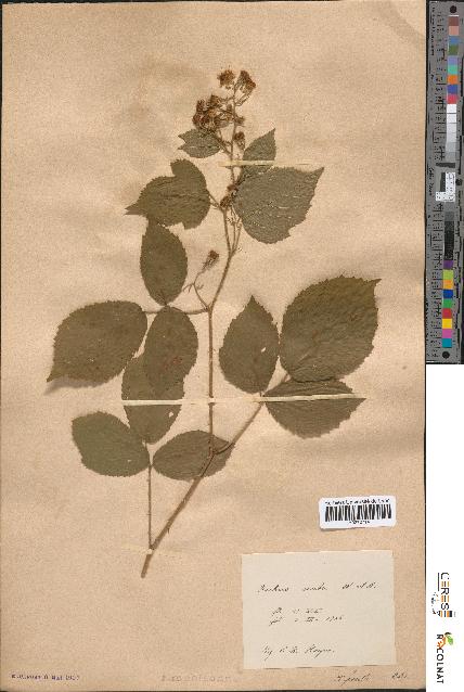 spécimen de Rubus scaber