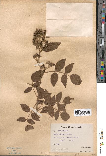 spécimen de Rubus pinnatus