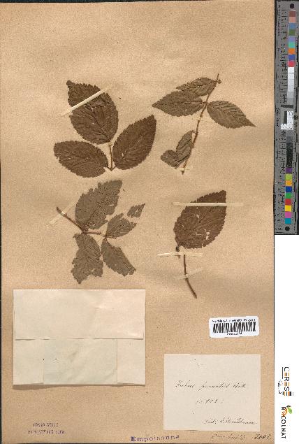 spécimen de Rubus pinnatus