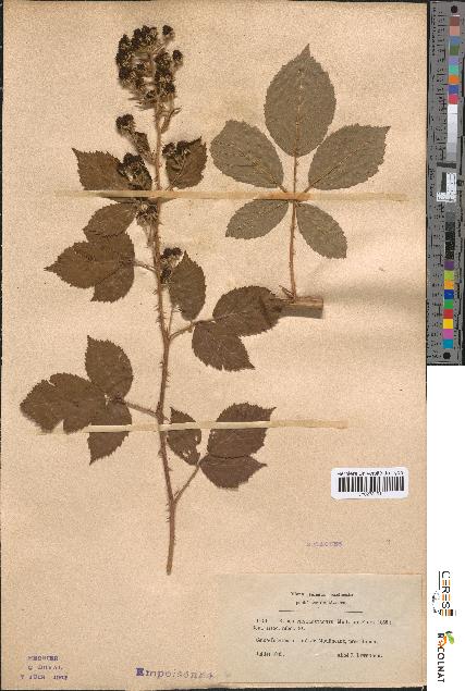 spécimen de Rubus phyllostachys