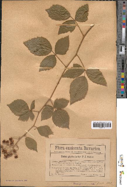 spécimen de Rubus phyllostachys