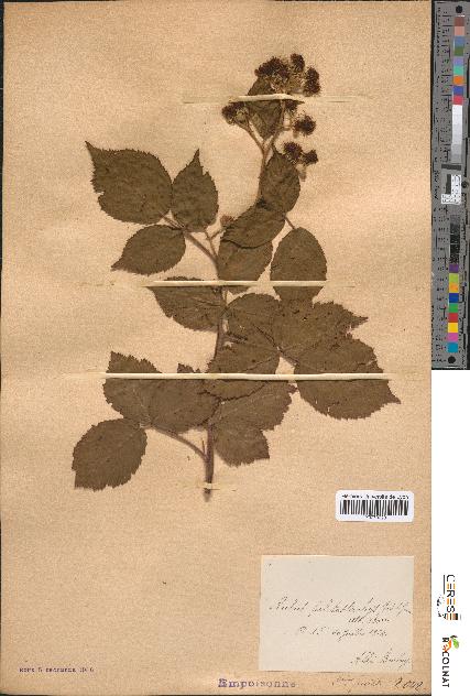 spécimen de Rubus piletostachys