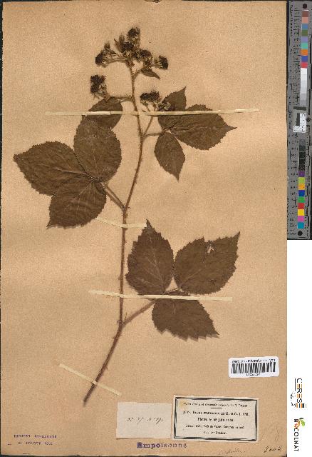 spécimen de Rubus piletostachys