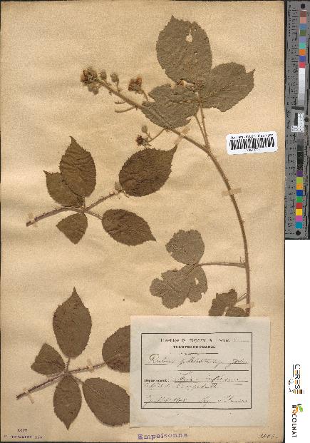 spécimen de Rubus piletostachys