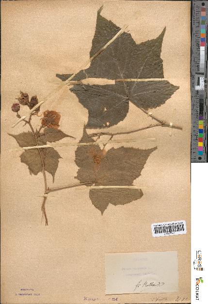 spécimen de Rubus odoratus