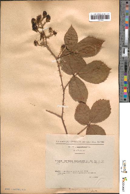 spécimen de Rubus omalus