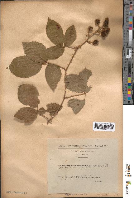 spécimen de Rubus omalus