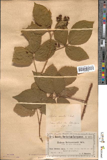 spécimen de Rubus omalus