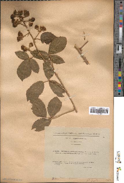 spécimen de Rubus omalus