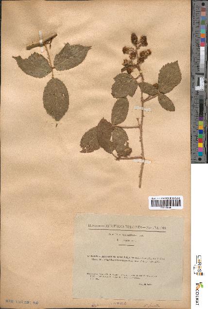 spécimen de Rubus omalus