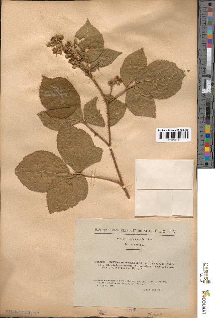 spécimen de Rubus omalus