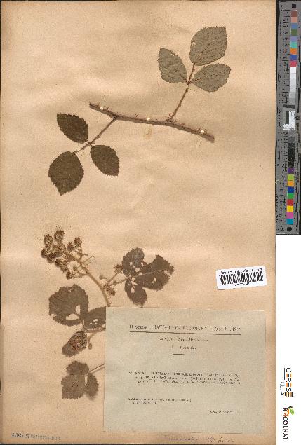 spécimen de Rubus omalus