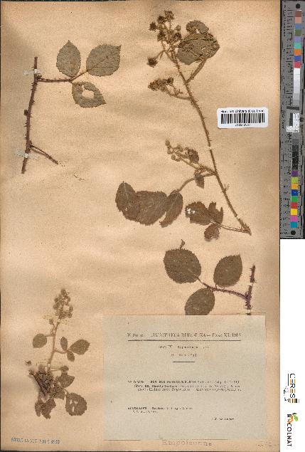 spécimen de Rubus omalus