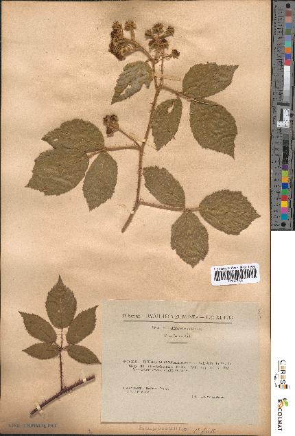 spécimen de Rubus omalus