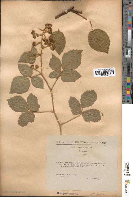 spécimen de Rubus omalus