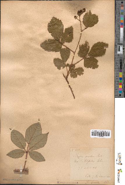 spécimen de Rubus omalus