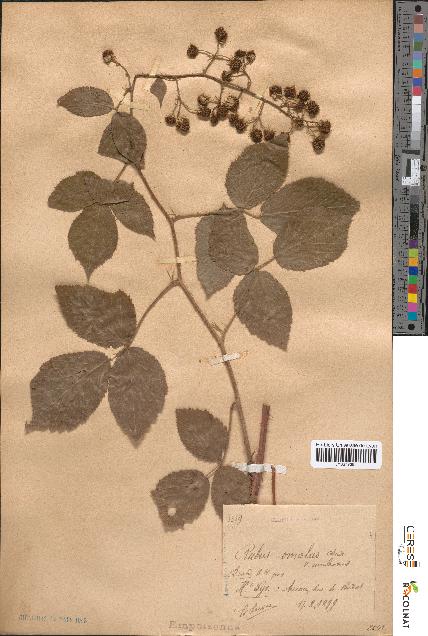 spécimen de Rubus omalus