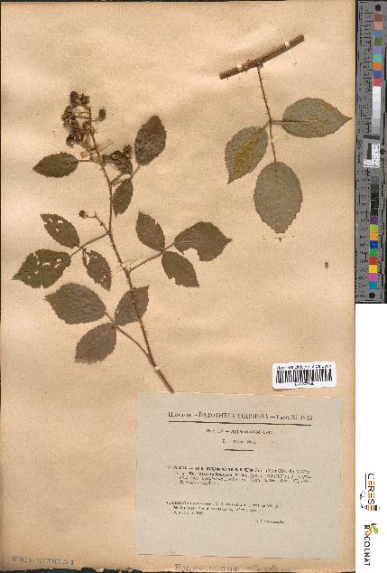 spécimen de Rubus omalus