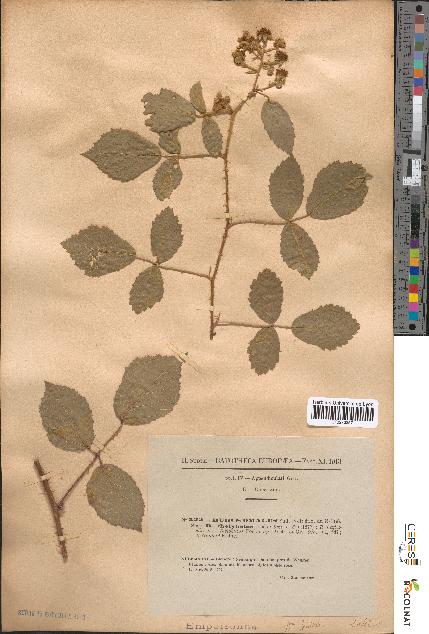 spécimen de Rubus omalus