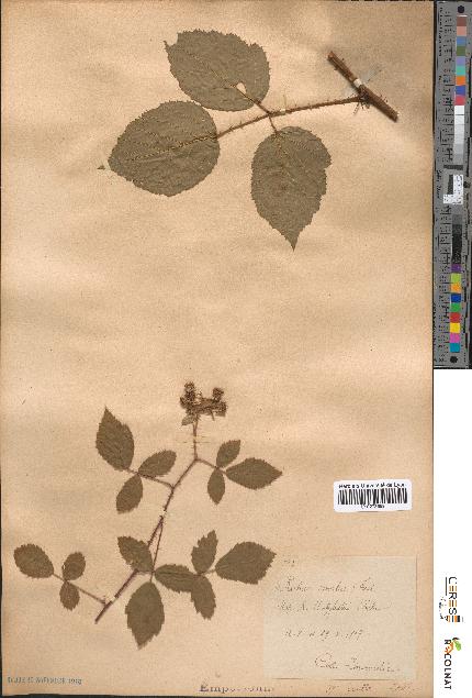 spécimen de Rubus omalus