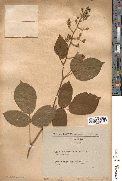 spécimen de Rubus omalus