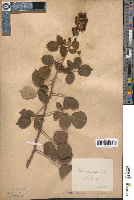 spécimen de Rubus ulmifolius