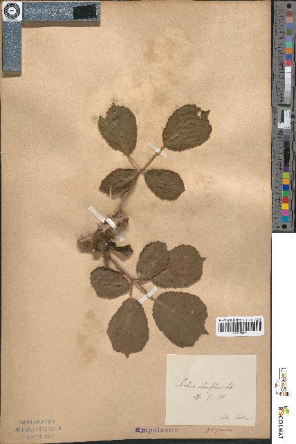 spécimen de Rubus ulmifolius