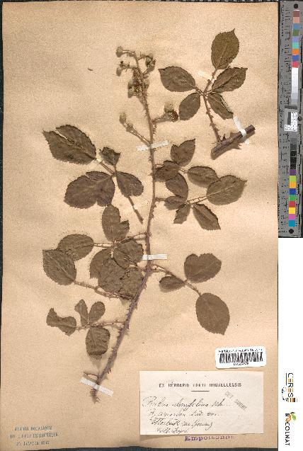 spécimen de Rubus ulmifolius