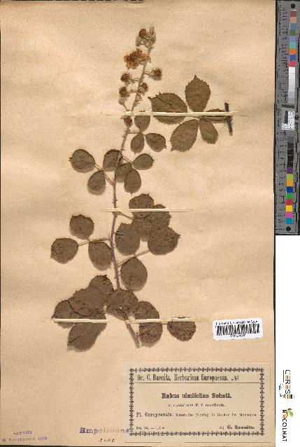 spécimen de Rubus ulmifolius