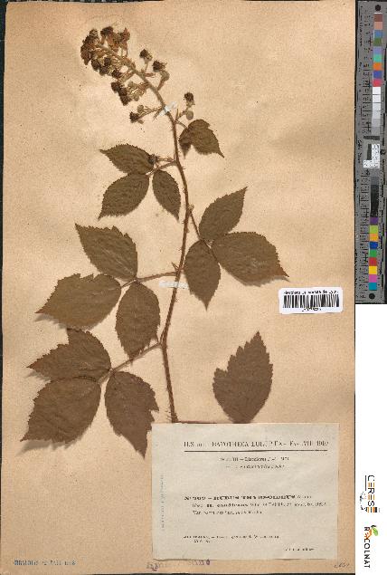 spécimen de Rubus thyrsoideus