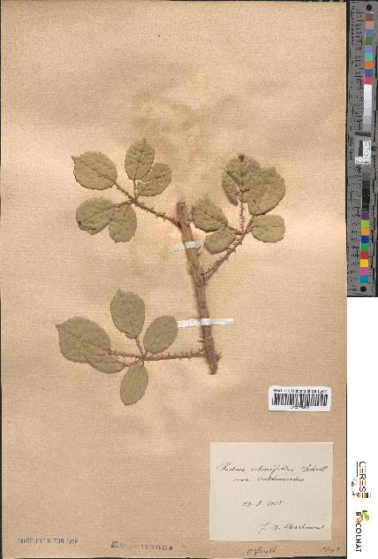 spécimen de Rubus ulmifolius