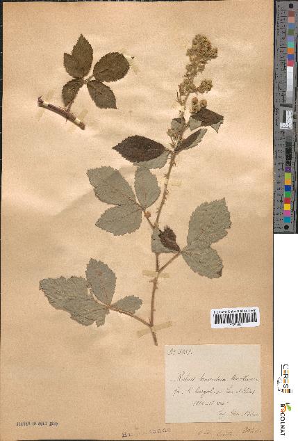 spécimen de Rubus tomentosus