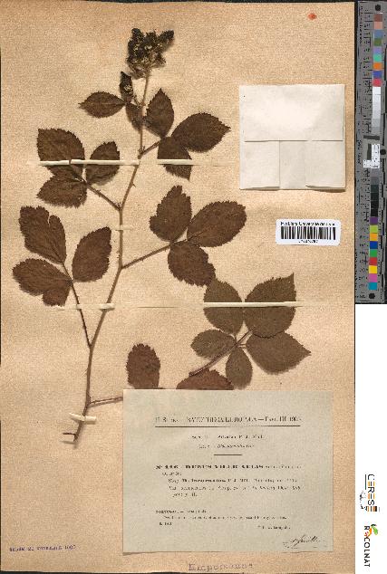 spécimen de Rubus villicaulis