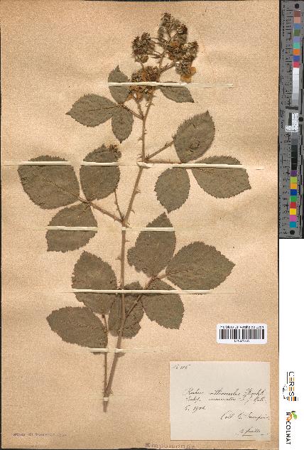 spécimen de Rubus villicaulis