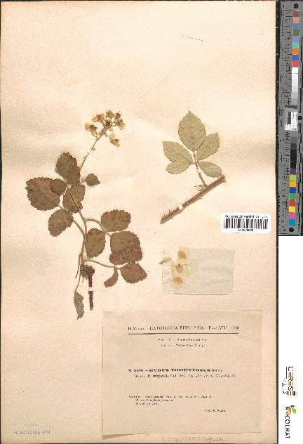 spécimen de Rubus tomentosus