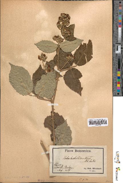 spécimen de Rubus × trichothecus