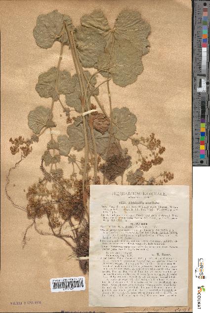 spécimen de Alchemilla acutiloba