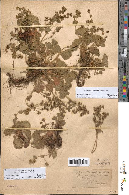 spécimen de Alchemilla hybrida