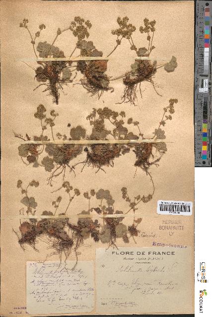 spécimen de Alchemilla hybrida