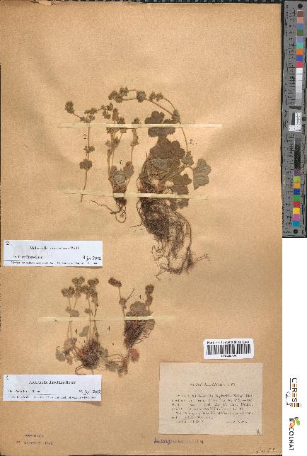 spécimen de Alchemilla hybrida